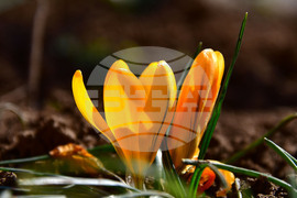 Исперих - астрономическа пролет - цветя