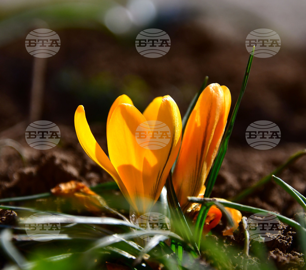 Исперих - астрономическа пролет - цветя