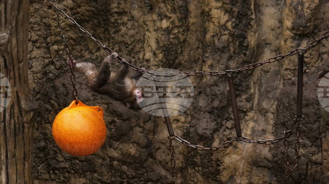 Пънч, изоставеният от майка си макак, надраства плюшената си играчка и си създава приятели