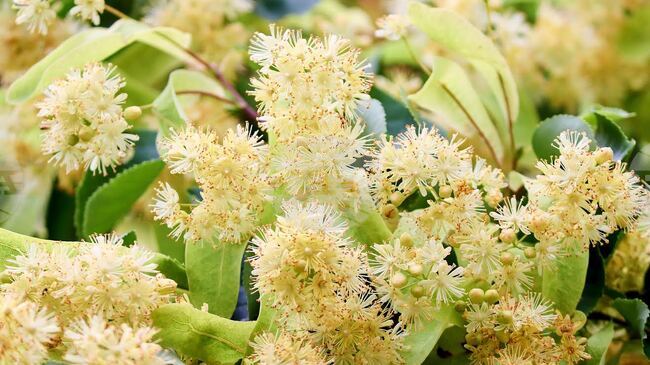 Втори национален конкурс за хайку поезия на тема „С дъх на липи“ се организира в Стара Загора