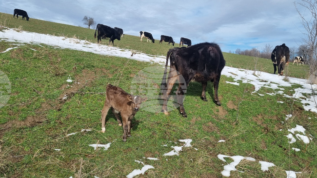 Община Омуртаг да издаде сетификат за инвестиция клас В на фирма от Камбурово, решиха общинските съветници