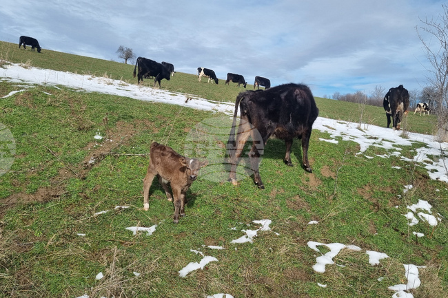 Община Омуртаг да издаде сетификат за инвестиция клас В на фирма от Камбурово, решиха общинските съветници