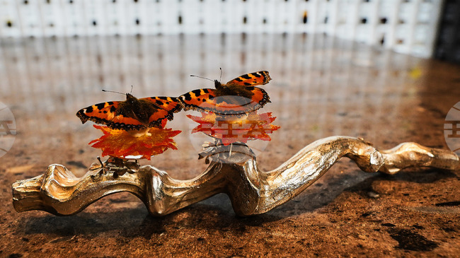 Дания обмисля дали да обяви гастрономията за изкуство на фона на набиращото популярност движение „Нова северна кухня“