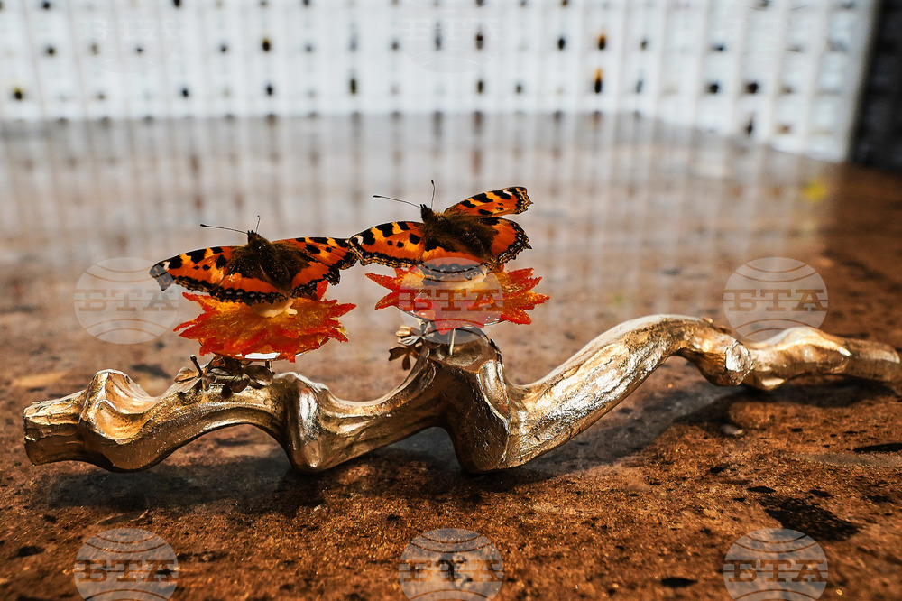 Denmark Gastronomy Art