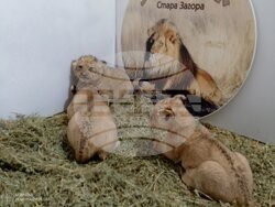 Снимка: Община Стара Загора 