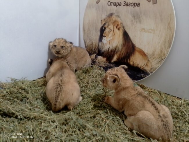 Имани, Макена и Заир ще се казват новородените лъвчета в зоопарка в Стара Загора