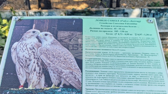 Размножителният сезон на ловните соколи в спасителния център за диви животни "Зелени Балкани" в Стара Загора започна с шест яйца