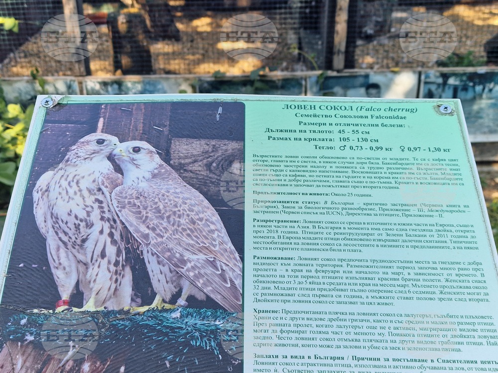 Размножителният сезон на ловните соколи в спасителния център за диви животни "Зелени Балкани" в Стара Загора започна с шест яйца