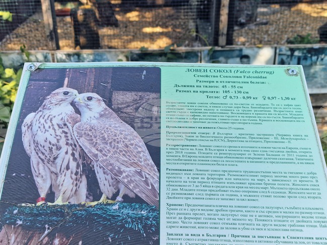 Размножителният сезон на ловните соколи в спасителния център за диви животни "Зелени Балкани" в Стара Загора започна с шест яйца