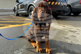 Bloodhound Patrol North Dakota