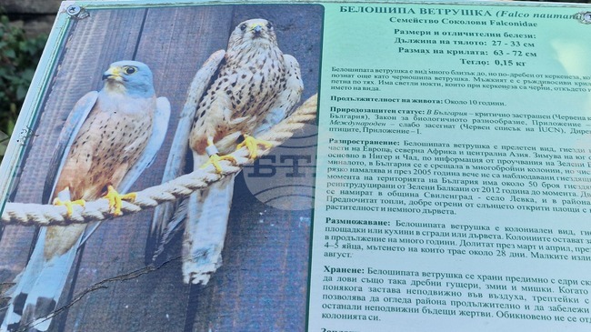 Две белошипи ветрушки от дивата колония в Стара Загора са приети за лечение в Спасителния център за диви животни на „Зелени Балкани“