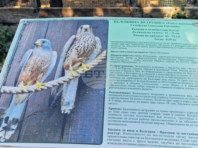 Две белошипи ветрушки от дивата колония в Стара Загора са приети за лечение в Спасителния център за диви животни на „Зелени Балкани“