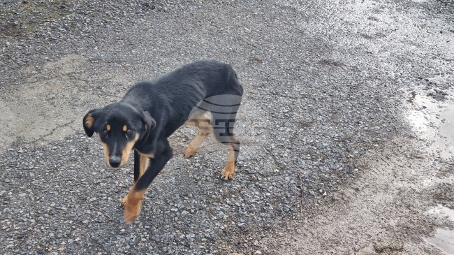 Всички безстопанствени кучета трябва да бъдат събрани от улиците на Истанбул до края на май, нареди местното валийство