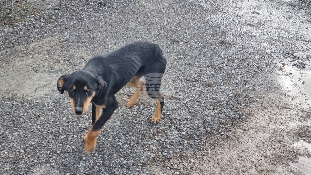 Всички безстопанствени кучета трябва да бъдат събрани от улиците на Истанбул до края на май, нареди местното валийство