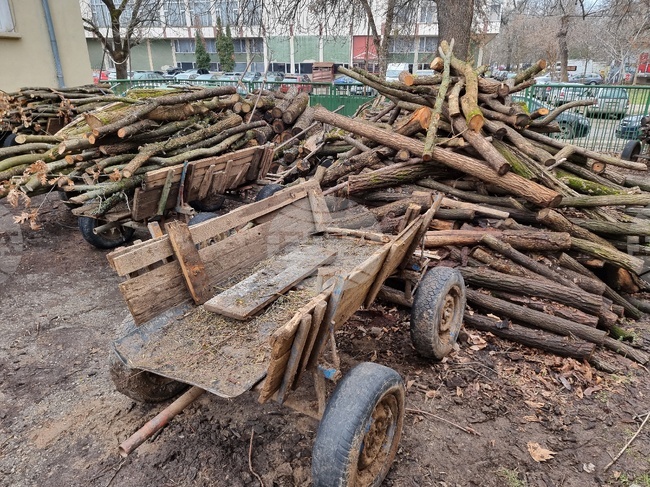 Заловен е мъж от Брусарци, който режел с моторен трион гора в района