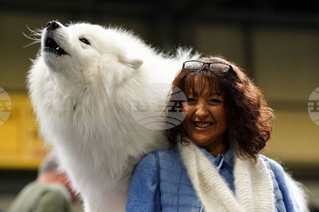 Кучетата от породата самоед проявяват „музикални“ способности, показва изследване