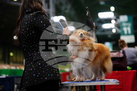 Crufts Dog Show