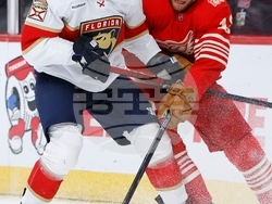 Panthers Red Wings Hockey