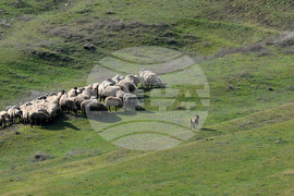 Село Китанчево - паша