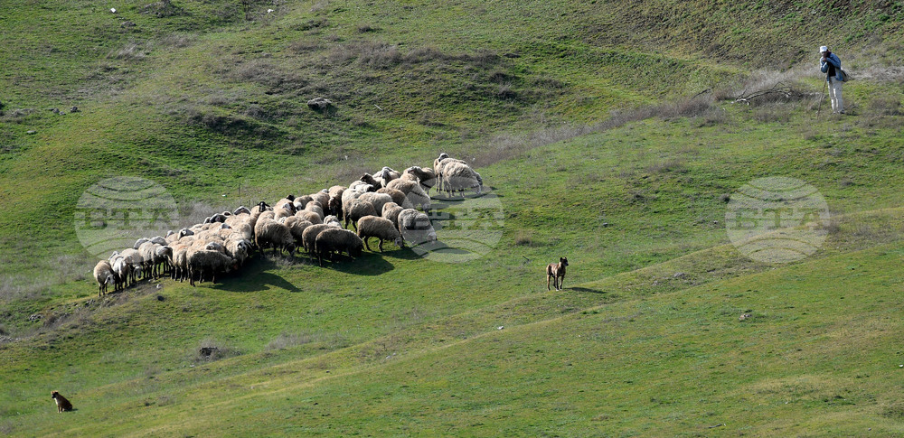 Допълнителните 315 проби за чума, взети от овце от стопанство във Велинград, са транспортирани до Националния диагностичен център, съобщи БАБХ
