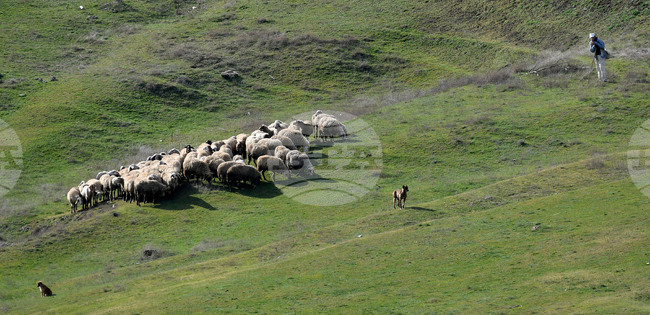 Допълнителните 315 проби за чума, взети от овце от стопанство във Велинград, са транспортирани до Националния диагностичен център, съобщи БАБХ