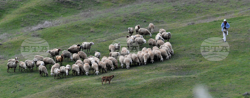 Село Китанчево - паша