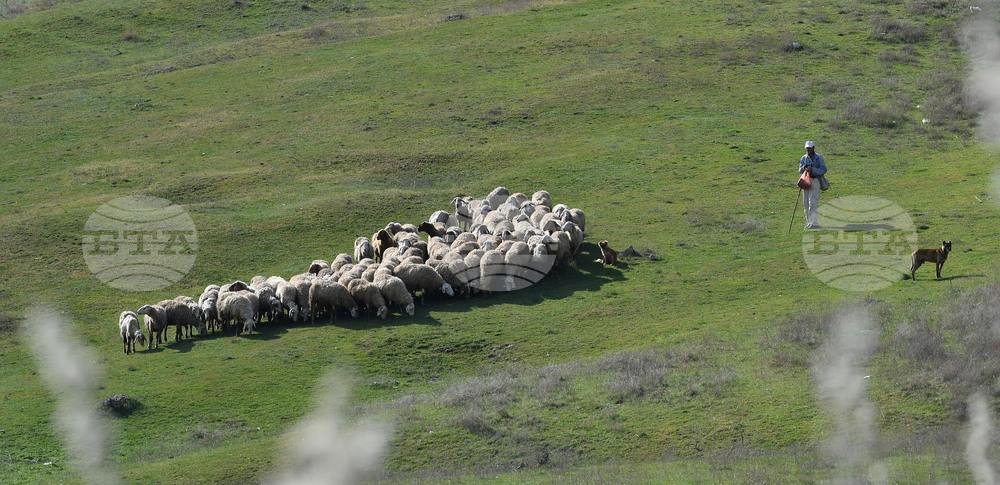 Bulgarian Food Safety Agency Advises Livestock Farmers to Comply with Biosecurity Measures after Detection of New Outbreaks in Slovakia