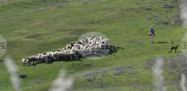 Bulgarian Food Safety Agency Advises Livestock Farmers to Comply with Biosecurity Measures after Detection of New Outbreaks in Slovakia