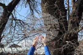 Село Доспей - щъркели