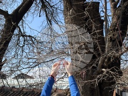 Село Доспей - щъркели