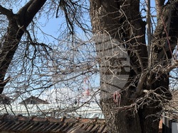 Село Доспей - щъркели