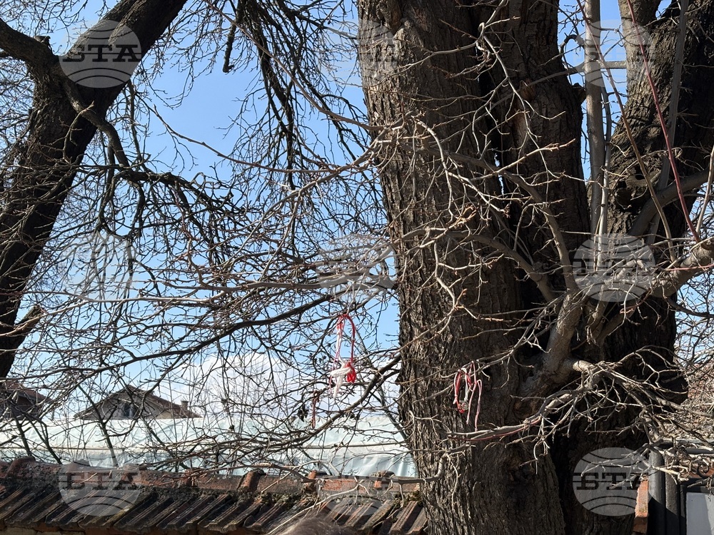 Село Доспей - щъркели