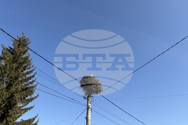 Село Доспей - щъркели