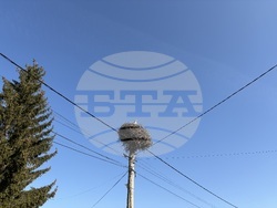 Село Доспей - щъркели