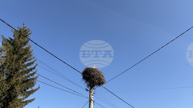 Over 20 Dead Storks Found Near Gabrovo, Electrocution Suspected