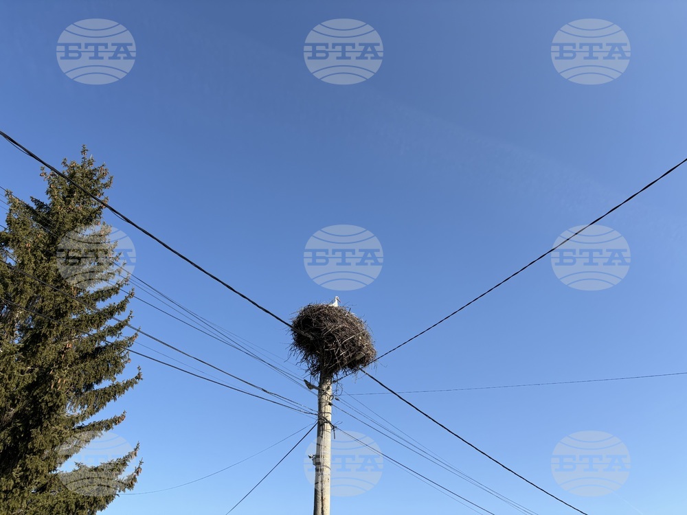 Over 20 Dead Storks Found Near Gabrovo, Electrocution Suspected