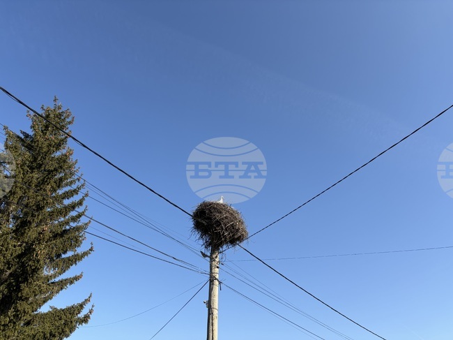 Over 20 Dead Storks Found Near Gabrovo, Electrocution Suspected