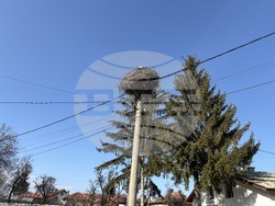 Село Доспей - щъркели