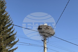 Село Доспей - щъркели