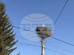 Село Доспей - щъркели