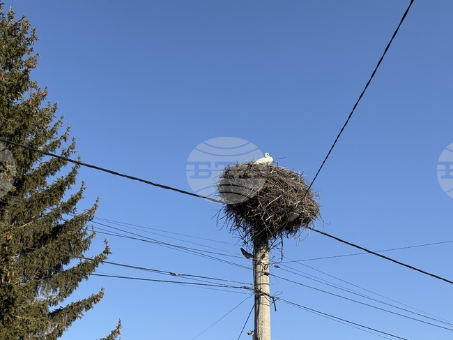 Село Доспей - щъркели