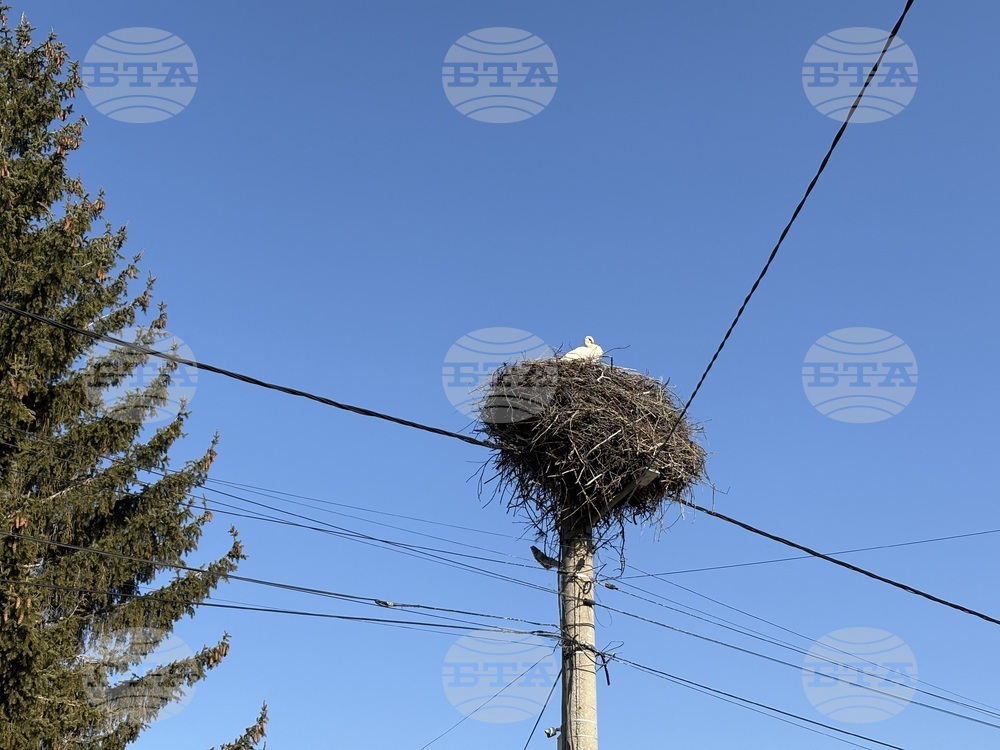 Село Доспей - щъркели