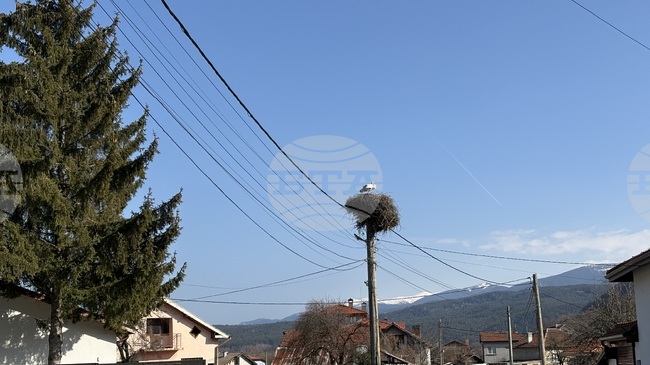 Season's First Storks Arrive in Samokov Region