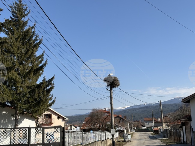Season's First Storks Arrive in Samokov Region