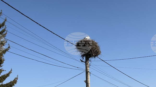 Първите щъркели в Самоковско долетяха в село Доспей 