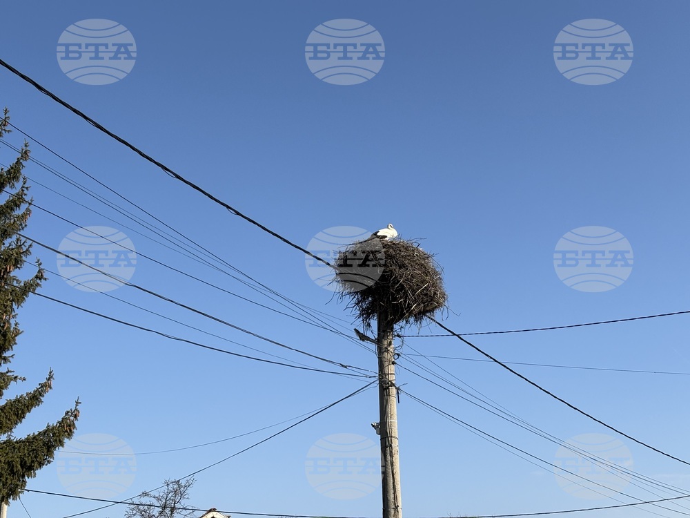 Първите щъркели в Самоковско долетяха в село Доспей 