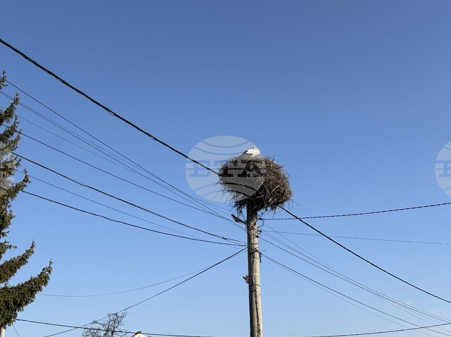 Първите щъркели в Самоковско долетяха в село Доспей 