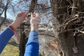 Село Доспей - щъркели