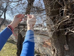 Село Доспей - щъркели