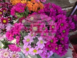 Ловеч - 8 март - цветя